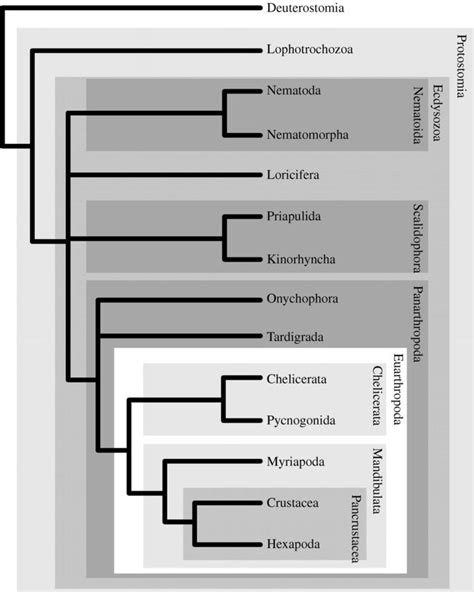 Ecdysozoa - Alchetron, The Free Social Encyclopedia