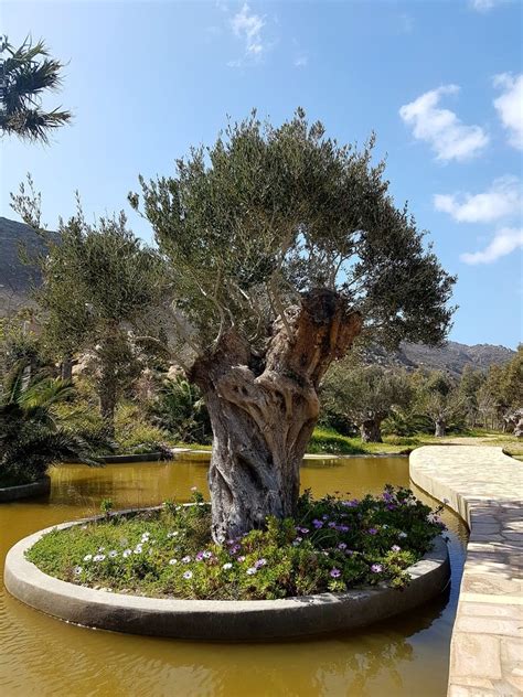 Saving the Olive Trees of Greece - VIE Magazine