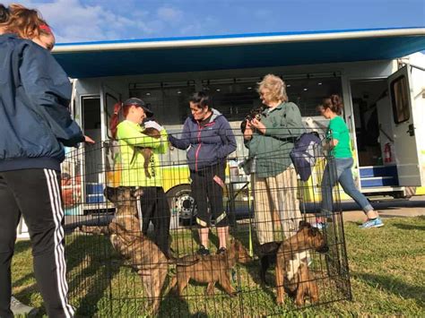 More than 200 Cats And Dogs Were Abandoned At This Shelter In A Single Weekend – Pulptastic