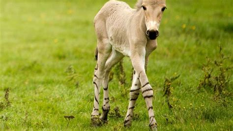 11 Endangered or Threatened Animals Just Born at a Zoo Near You | Mental Floss