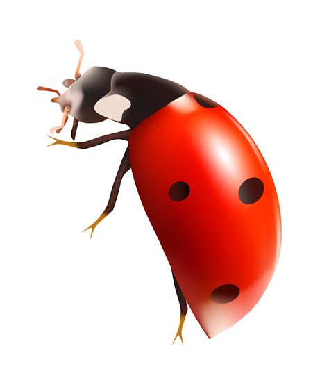 Ladybug PNG Clipart - PNG All | PNG All