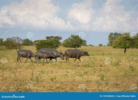 A Group of Buffalo on Their Natural Habitat, Savanna Bekol, Baluran ...