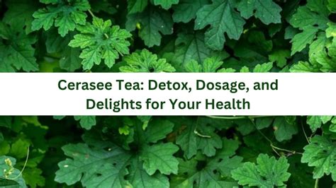 Cerasee Tea: Detox, Dosage, and Delights for Your Health