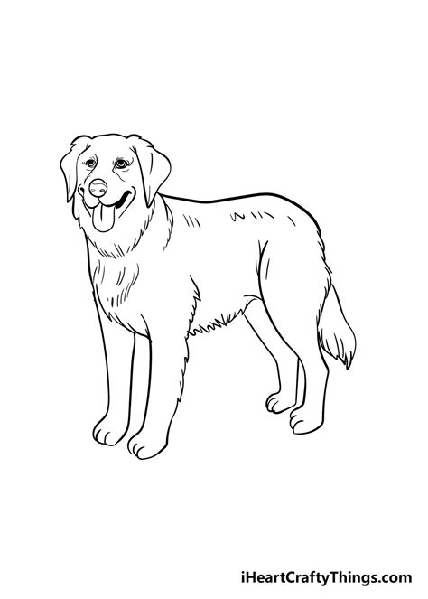 How To Draw A Golden Retriever