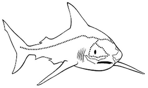 Lateral Line stick shark drawing - Ultimate Animals