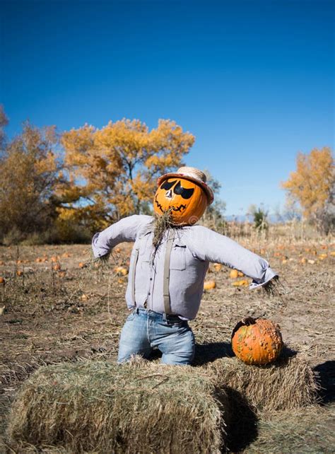 Scarecrow in Pumpkin Patch stock image. Image of rural - 24401661