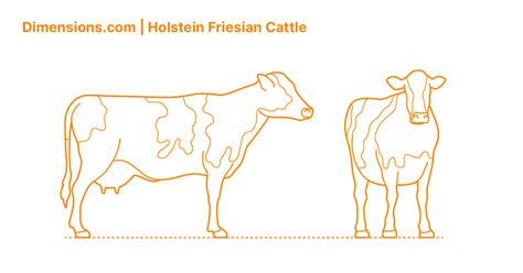 Holstein Cow