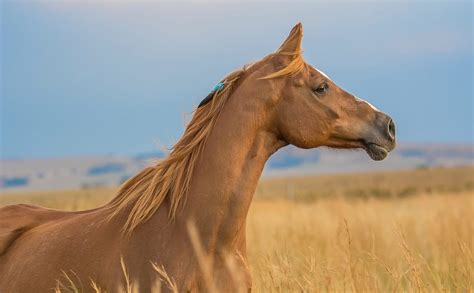 Brown Horse Symbolism & Meaning (Work Hard & Succeed)