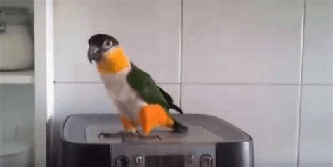 Watch The Dancing Irish Parrot For St Patrick's Day!