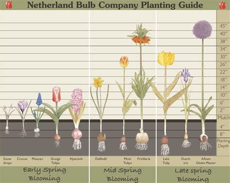 Spring Bulbs Planting Guide - Garden Plant