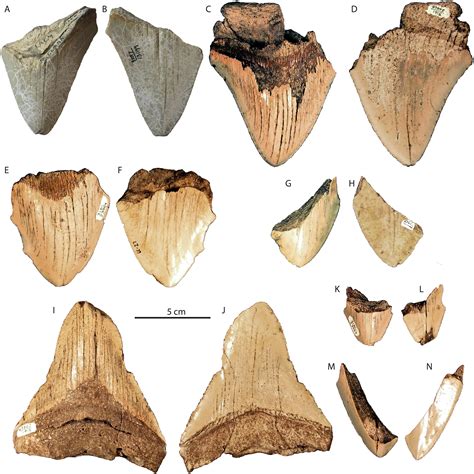 The Early Pliocene extinction of the mega-toothed shark Otodus ...