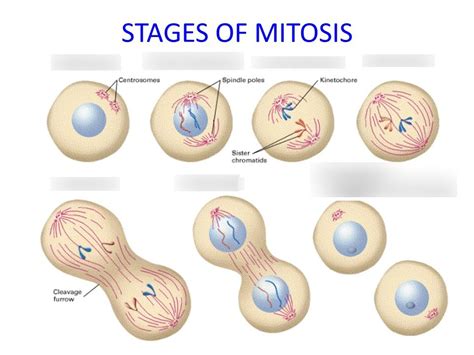 Stages of Mitosis Diagram | Quizlet