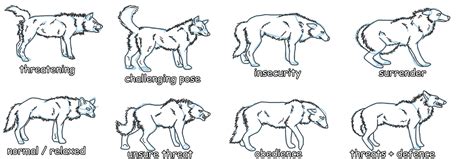 Wolf behavior refferences by Colonel-Motivation on DeviantArt