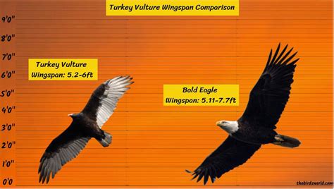 Turkey Vulture Wingspan: How Does It Compare With Others?