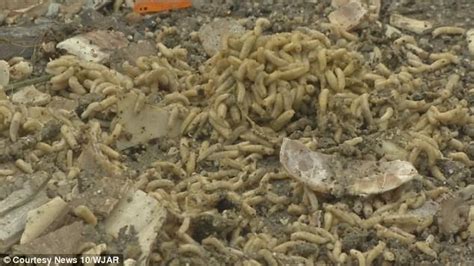 Rotting clams that stunk up neighborhood are being removed | Daily Mail Online