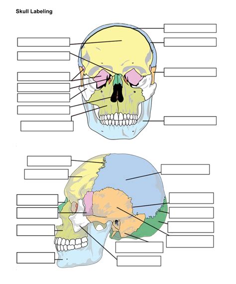 Skull Anatomy Labeling Worksheets