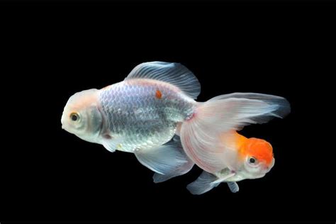 Goldfish Turning White: 7 Reasons & What to Do