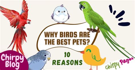 10 Reasons Why Birds Are The Best Pets To Make Life Chirpy - ChirpyPages.com