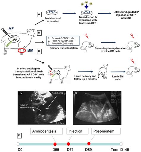 Experimental design and injection procedure. After amniocentesis ...