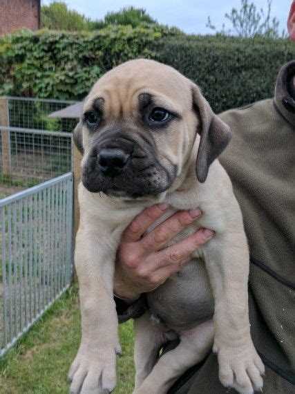 Boerboel Puppies For Sale | Massachusetts Avenue, MA #195446