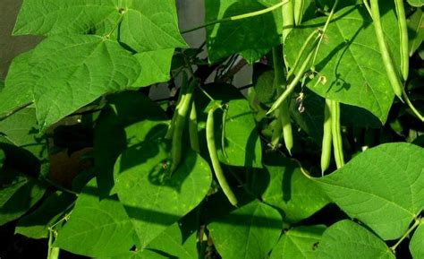 How to Harvest Green Beans & How to Preserve Them