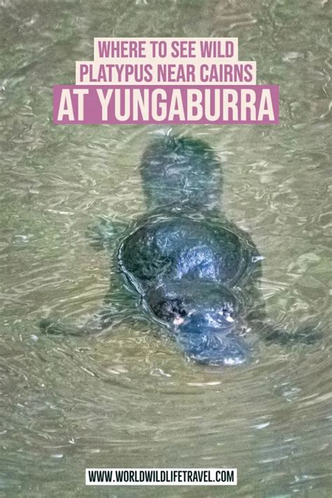 Platypus Viewing in Yungaburra in the Atherton Tablelands - World Wildlife Travel