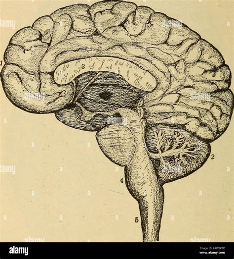 The essentials of healthA text-book of anatomy, physiology, hygiene, alcohol, and narcotics ...