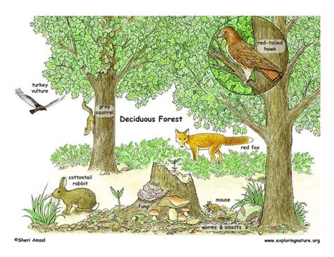 Deciduous forest biome, Biomes, Biomes project