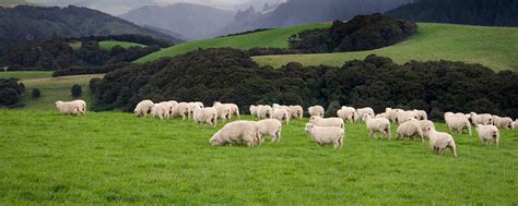 Mulesing ban provides NZ with competitive advantage | PGG Wrightson