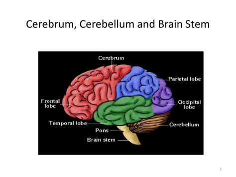 Cerebrum Vs Cerebellum, Cerebellum Functions Structure And Location Simply Psychology, Somewhat ...