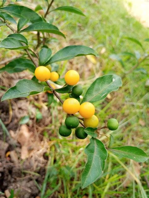 Solanum Diphyllum Fruits Stock Photos - Free & Royalty-Free Stock ...