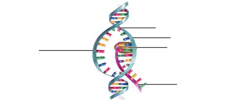 Lab 8: DNA Transcription Diagram Label Diagram | Quizlet