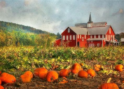 Pumpkin Farm, rural, fall, autumn, colors, love four seasons, farms, autumn beauty, HD wallpaper ...