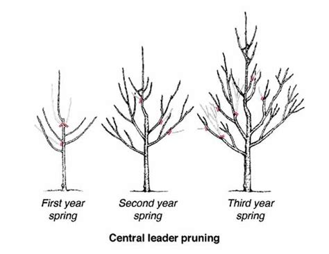 Pruning apple trees | Home/Garden | messagemedia.co