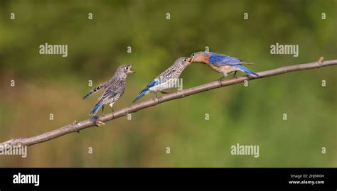 Adult Male Eastern Bluebird Feeding Young Stock Photo - Alamy