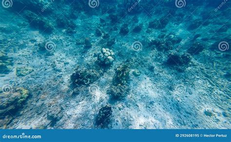 View of White Coral, Climate Change Problem Stock Image - Image of background, landscape: 292608195