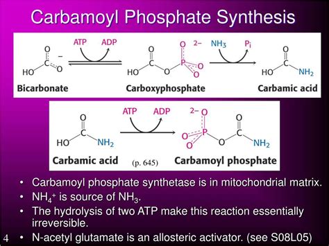 PPT - Section 8. Amino Acid Metabolism PowerPoint Presentation, free download - ID:305395