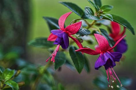 Fuchsia Society Members Share 20 Types They Love The Most | Horticulture Magazine