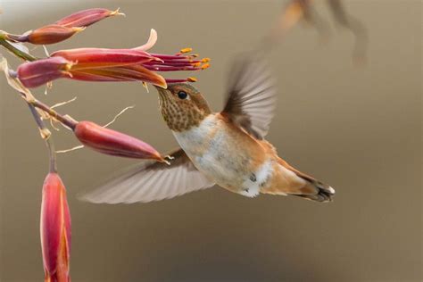 Allen’s Hummingbird-Appearance, Habitat,Behavior,Diet – North American Nature