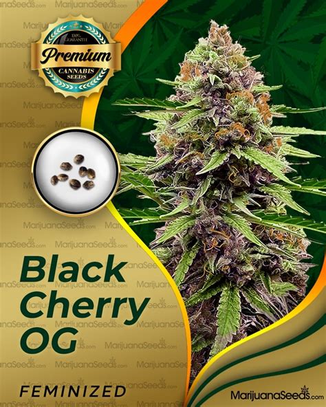 Zaza Strain Feminized Marijuana Seeds | Marijuana Seeds