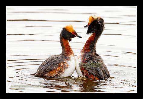 Horned Grebe Mating Dance