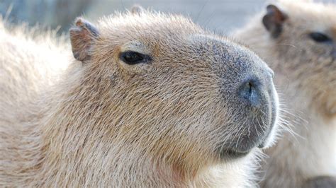 Cute Capybara Pfp