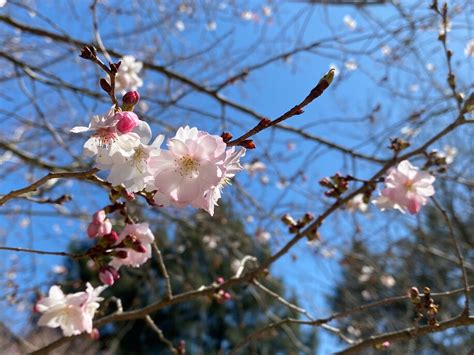 Cherry blossoms in D.C.: The National Arboretum’s self-guided tour is far from the crowds at the ...