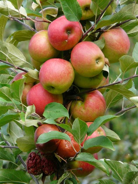 Free Images : fruit, flower, ripe, food, red, harvest, produce, evergreen, autumn, healthy ...