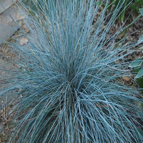 Elijah Blue Fescue Grass (Festuca Glauca) – Wilno's Twig Farm Online Nursery – Buy Shrubs ...