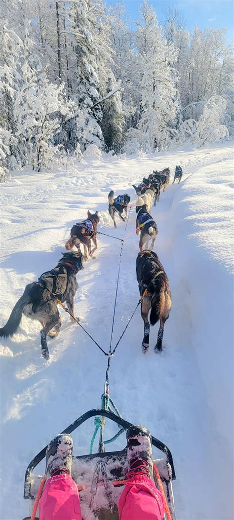 Alaska Winter Dog Sled Adventure Tour — Planet Earth Adventures - Guided Tours & Custom Tours