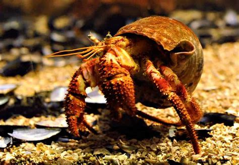 Hermit Crabs – Detailed Guide: Care, Diet, and Breeding - Shrimp and Snail Breeder