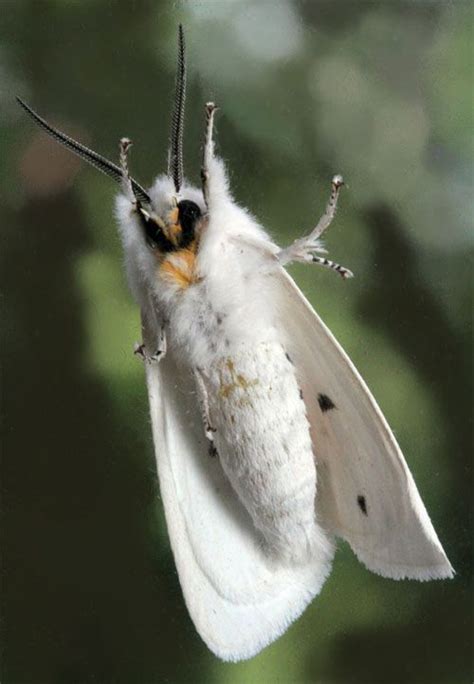 White-moth-symbolism ((FULL))