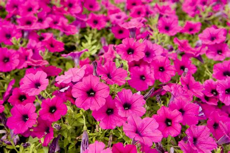 Closeup Of Bright Pink Garden Flowers by Tim Laman