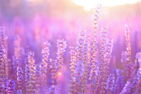 English lavender: Dreamy purple flower with multiple uses - CGTN